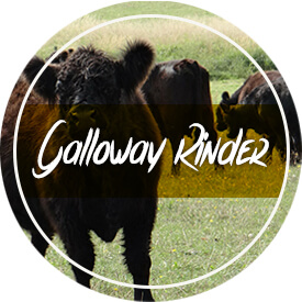 Galloway Rinder